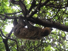 Choloepus didactylus