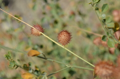 Glycyrrhiza triphylla