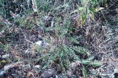 Astragalus buchtormensis