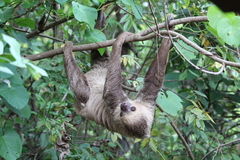 Choloepus didactylus