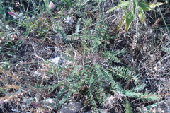 Astragalus buchtormensis