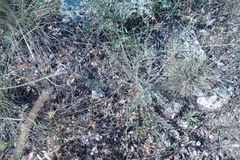 Astragalus buchtormensis