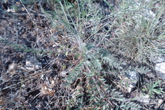 Astragalus buchtormensis