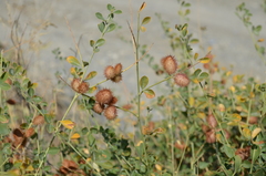 Glycyrrhiza triphylla
