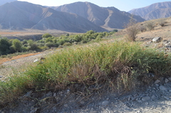 Glycyrrhiza triphylla