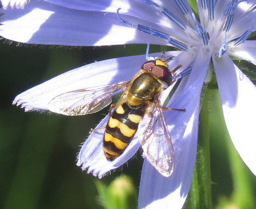 Western Aphideater photo 4
