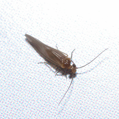 Caeciliusidae