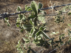 Passiflora pentaschista