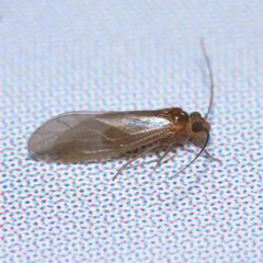 Caeciliusidae