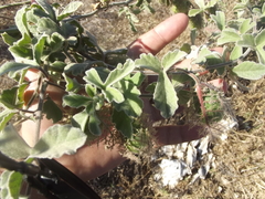 Passiflora pentaschista