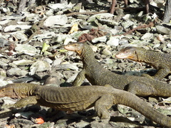 Varanus indicus
