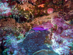 Mirolabrichthys tuka