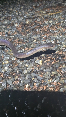 Slaty-grey snake sighting