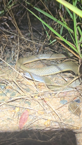 Common keelback sighting