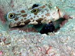 Signigobius biocellatus