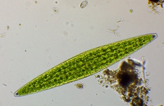 Closterium lunula