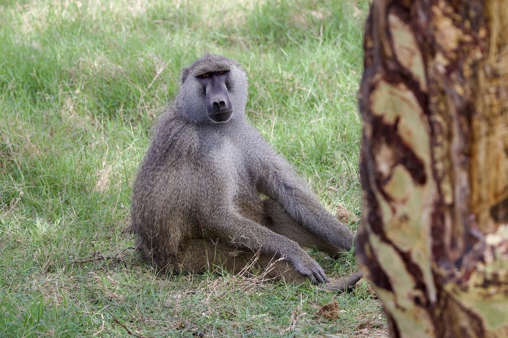 Olive × Yellow Baboon