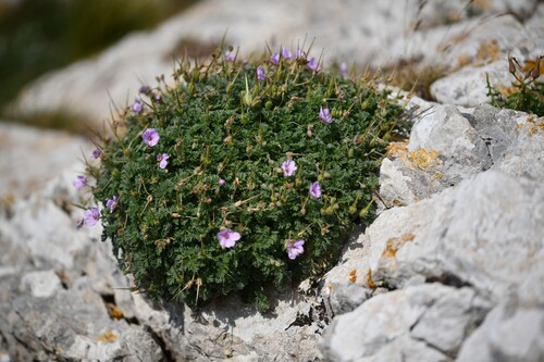 Rock Stork's-bill (Erodium foetidum)