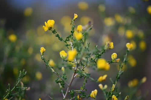 Meadow Flatpod (Adenocarpus telonensis)