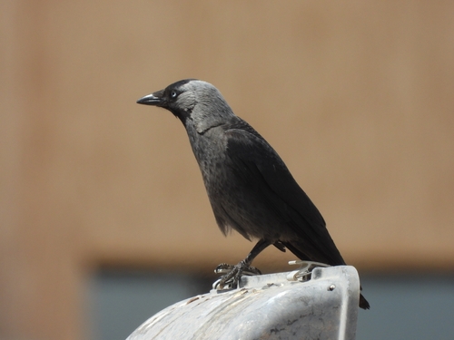 Eurasian Jackdaw