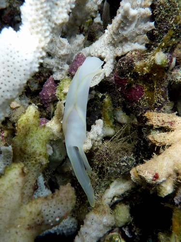 Chelidonura electra