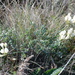 Astragalus glaucus - Photo (c) Дмитрий Епихин, μερικά δικαιώματα διατηρούνται (CC BY-NC), uploaded by Дмитрий Епихин