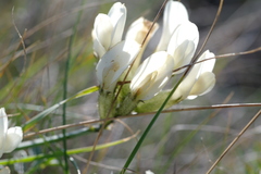 Astragalus glaucus