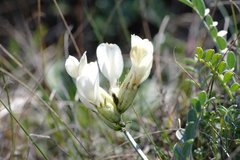 Astragalus glaucus