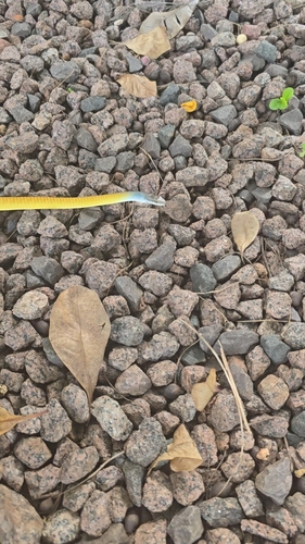 Common Tree Snake sighting