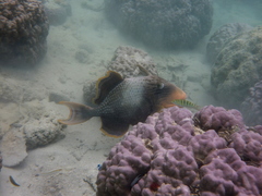 Pseudobalistes flavimarginatus