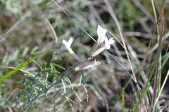 Astragalus ucrainicus