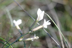 Astragalus ucrainicus
