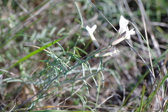 Astragalus ucrainicus