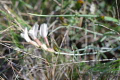 Astragalus ucrainicus