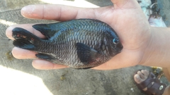 Stegastes acapulcoensis