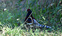 Mrs. Hume's Pheasant photo 4