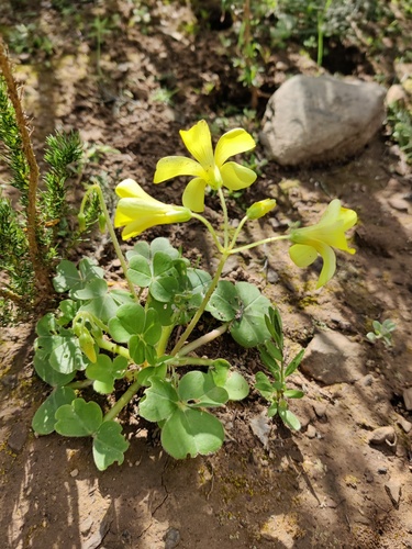 Squashed Sorrel (Oxalis compressa)