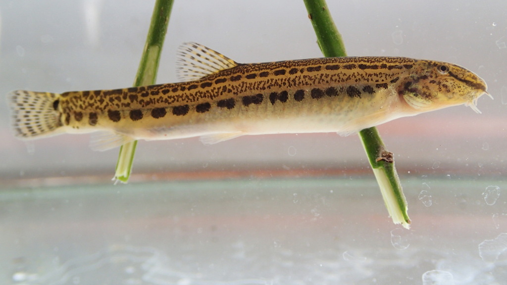 Vardar spined loach (Cobitis vardarensis) — Cobitidae