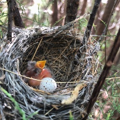 Empidonax traillii extimus