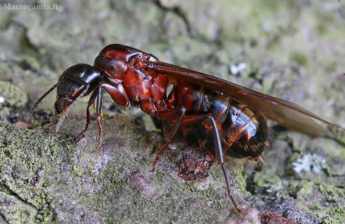 (c) Gintautas Steiblys, some rights reserved (CC BY-NC), uploaded by Gintautas Steiblys