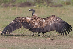 Slender-Billed Vulture photo 2