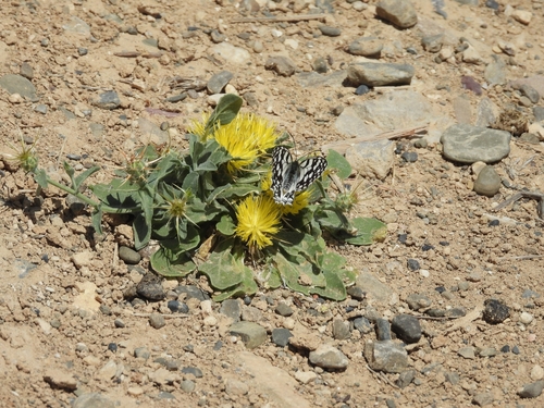 Spanish Marbled White