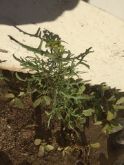 Senecio lautus