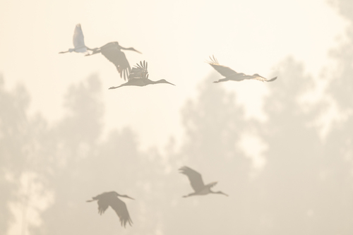Black Stork