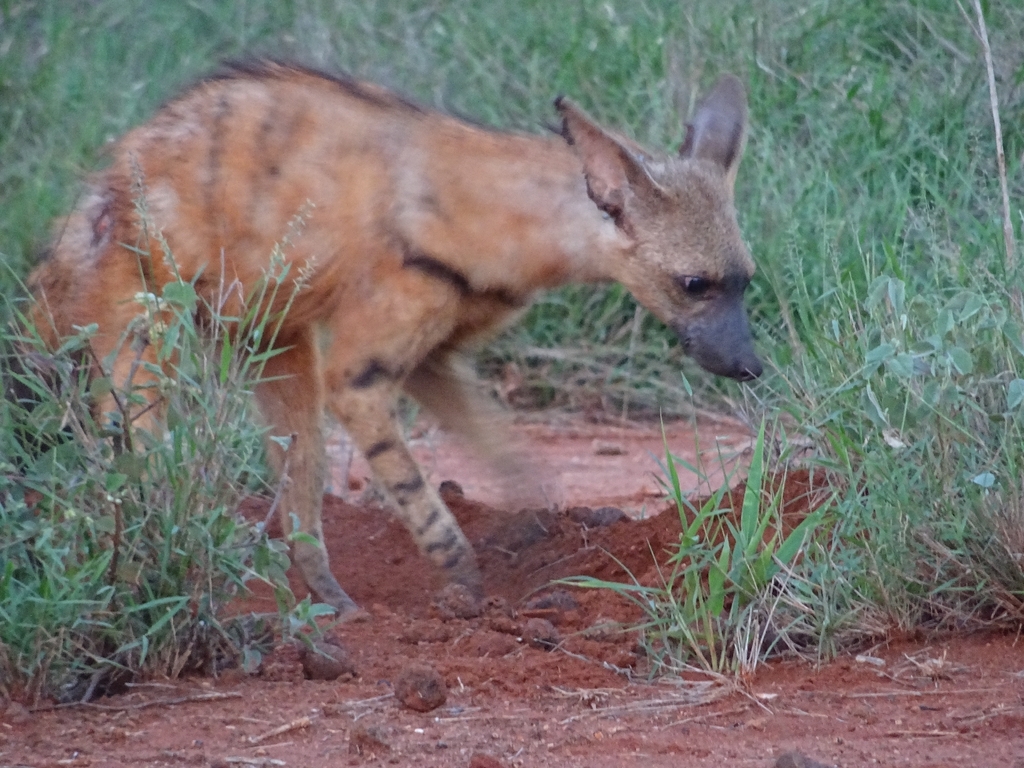 Eastern Aardwolf from CQJ2+CH6, Maungu, Kenya on December 2, 2025 at 06 ...