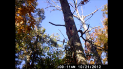 Colaptes auratus auratus