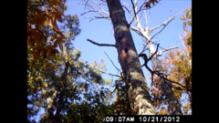 Colaptes auratus auratus