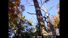 Colaptes auratus auratus