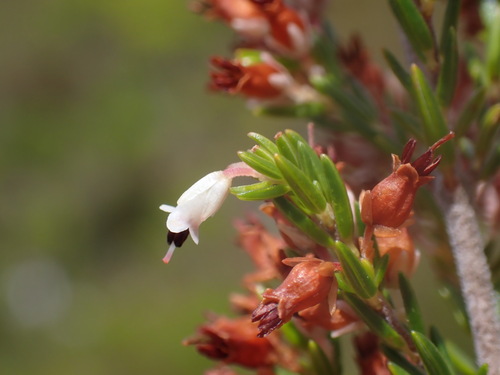 Redstalk Heath (Erica fuscescens)