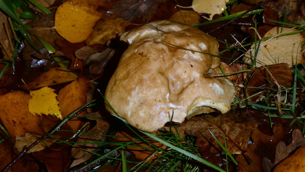 Leccinum scabrum · December 2025 · photo: © patricklm35 (iNaturalist, cc0)